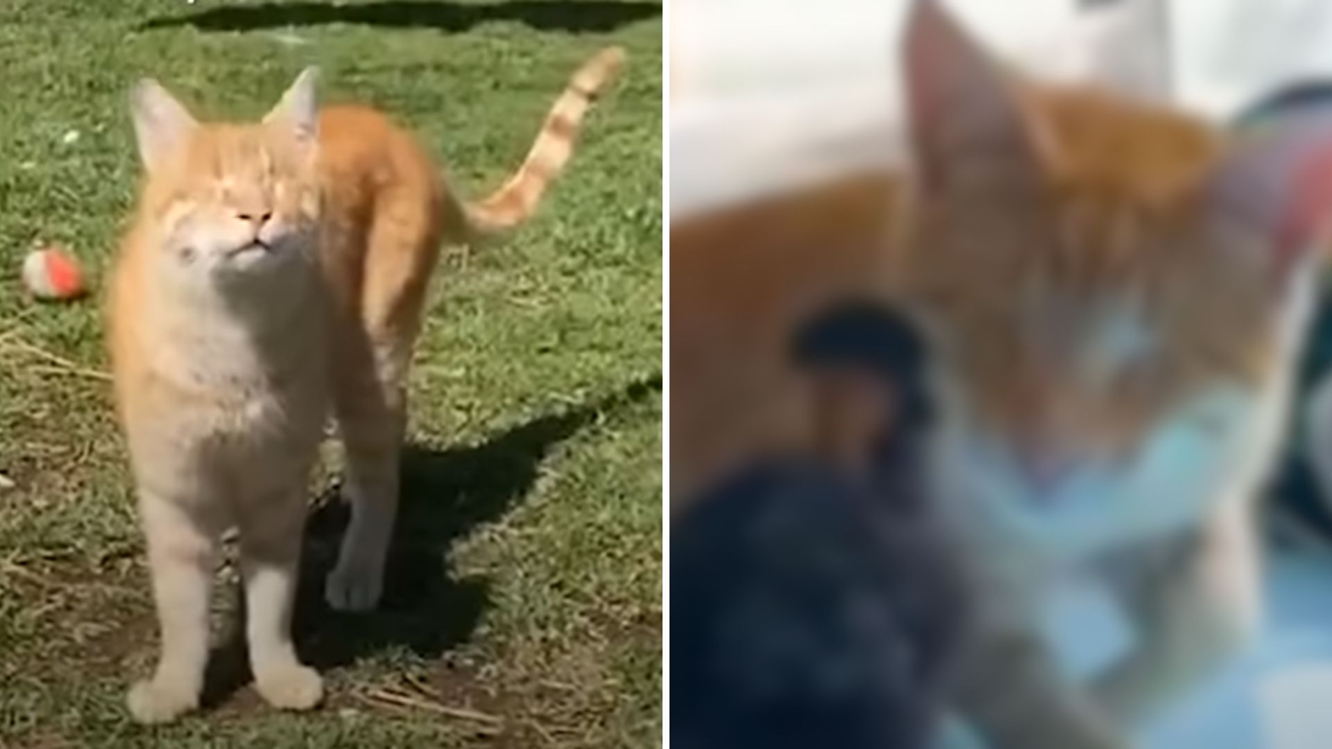 blind cat with friends at sanctuary