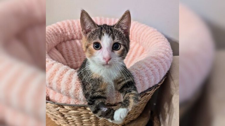 kitten with curved paws