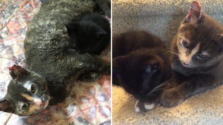 Brave Mama Cat Puts It All On The Line To Rescue Her Kitten From A Burning Building