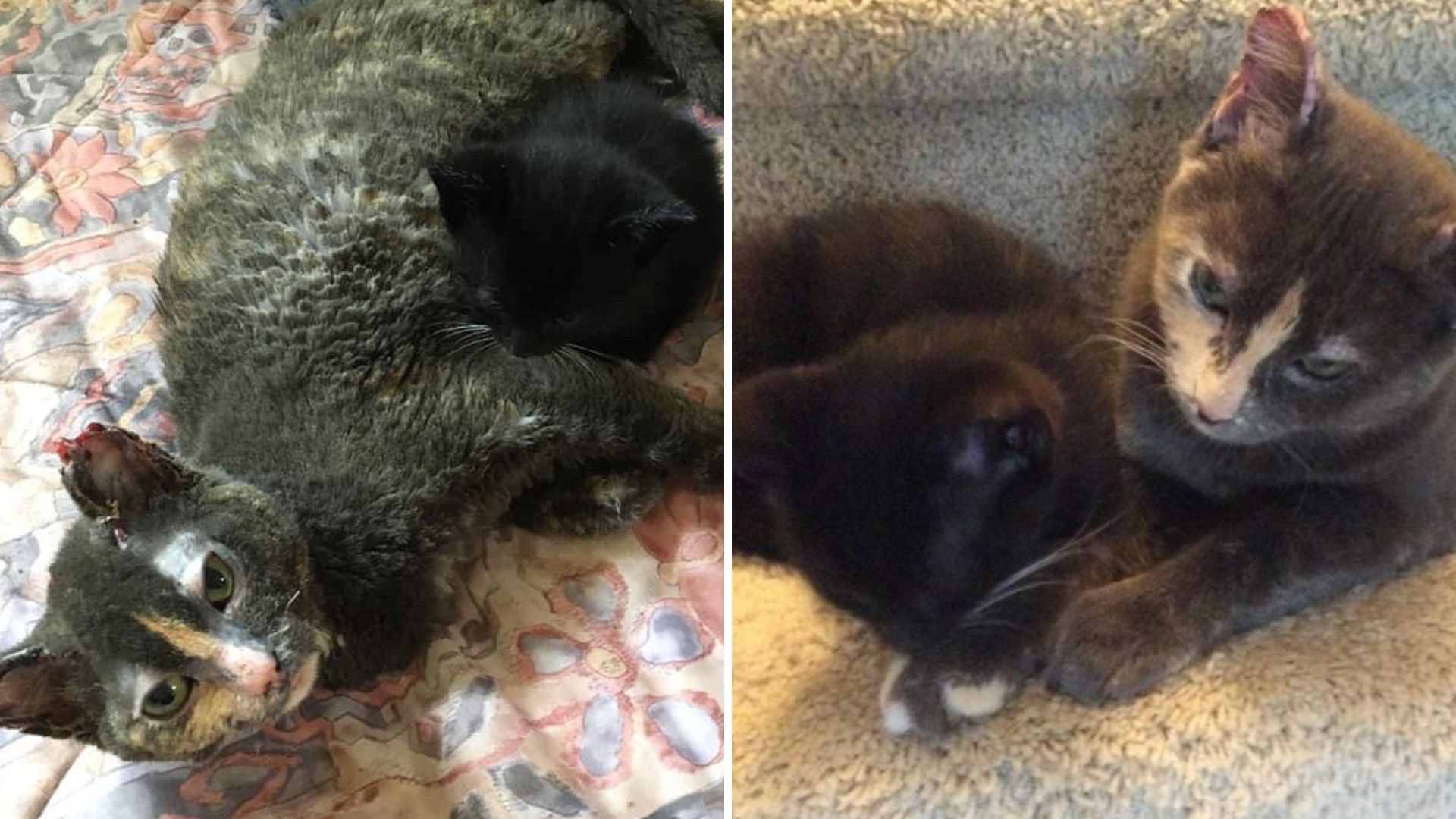 Brave Mama Cat Puts It All On The Line To Rescue Her Kitten