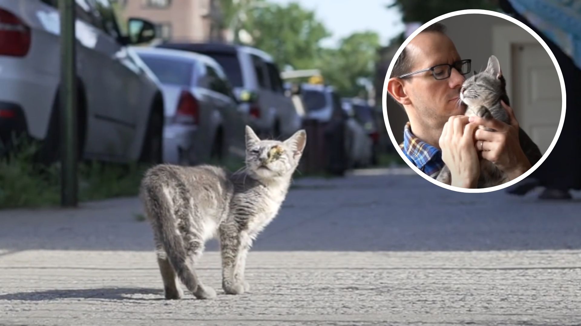 fosterer rescues sick kitten