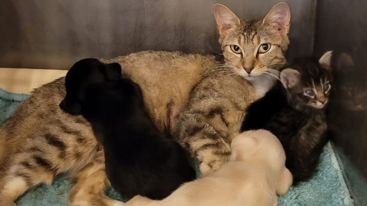 Cat Adopts 2 Orphaned Puppies At A Texas Shelter, Proving That Motherly Love Has No Limits