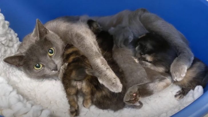 Cat And Her Newborn Kittens Huddle On A Freezing Night, Holding Out For A Miracle To Save Them