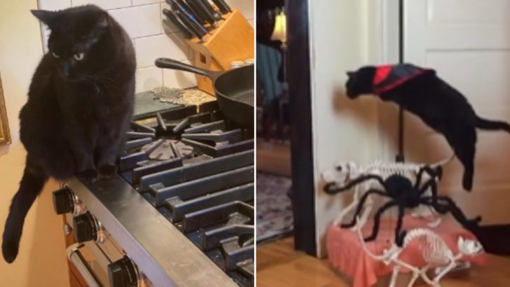 Cat Refuses To Step On The Kitchen Floor Preferring To Leap Over It Instead