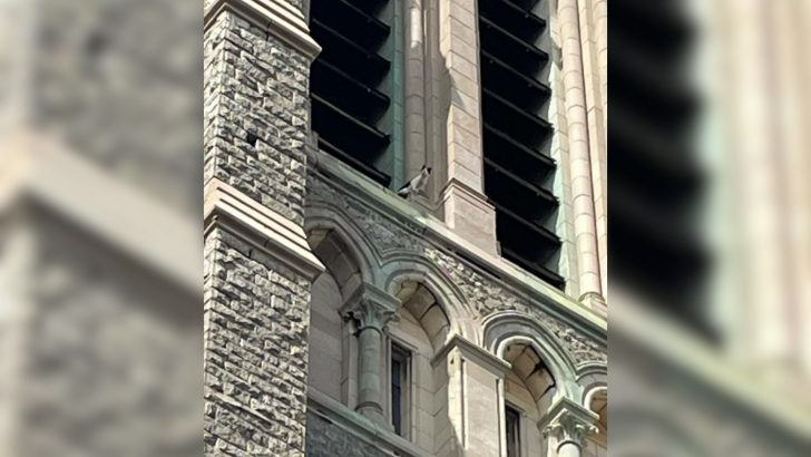 Cat Spends Days Stuck On A 137-Foot Church Tower In Philadelphia, Crying Out For Help