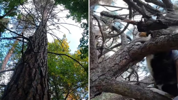 Cat Stuck In A 100-Foot Tall Tree For 24 Days And No Rescuer Can Come Near Her