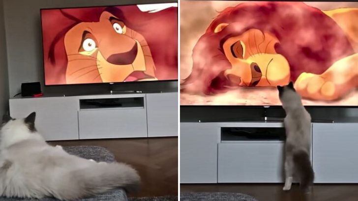 Cat’s Emotional Reaction To Mufasa Scene In The Lion King Will Have You Reaching For Tissues