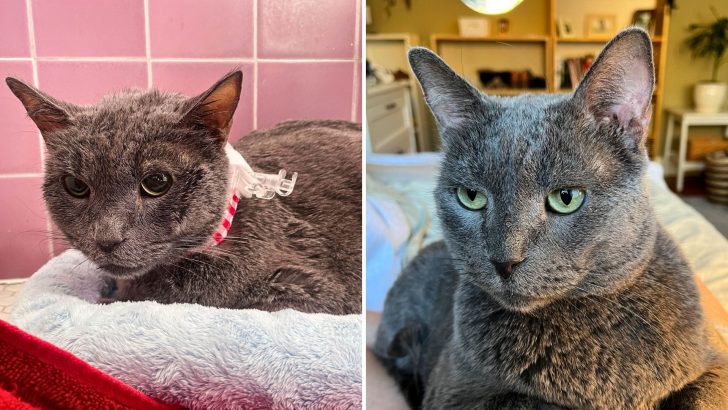 Cat’s World Fell Apart When His Owner Passed, But His Resilience Led Him To A New Beginning