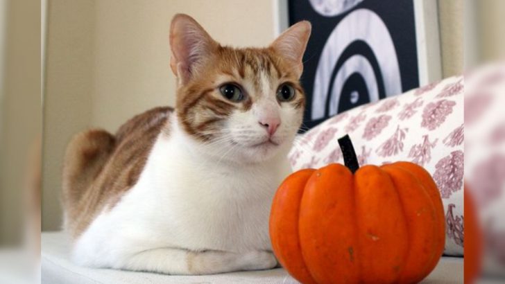 Colorado Rescue Cat Pumpkin Obsession Is The Cutest Thing You’ll See Today