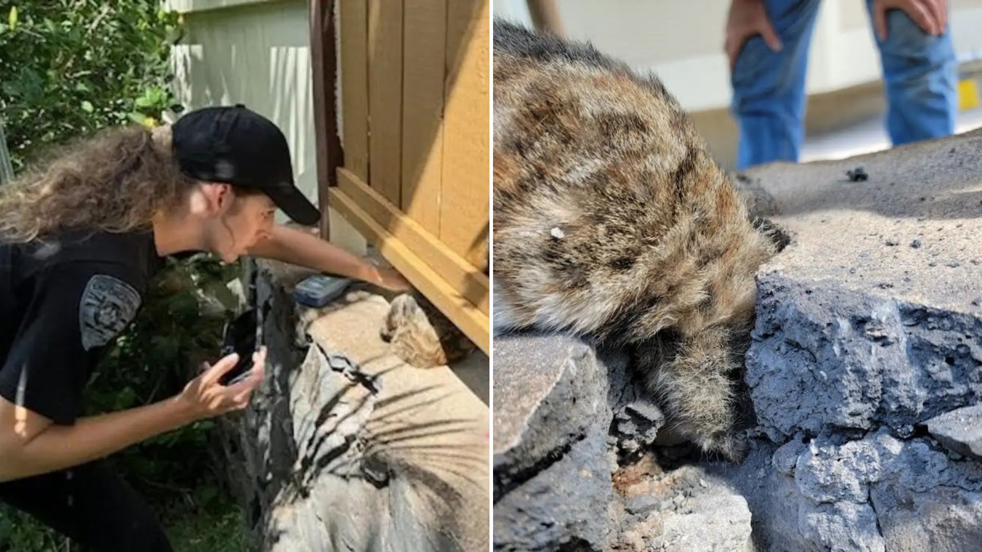 couple rescued cat from wall