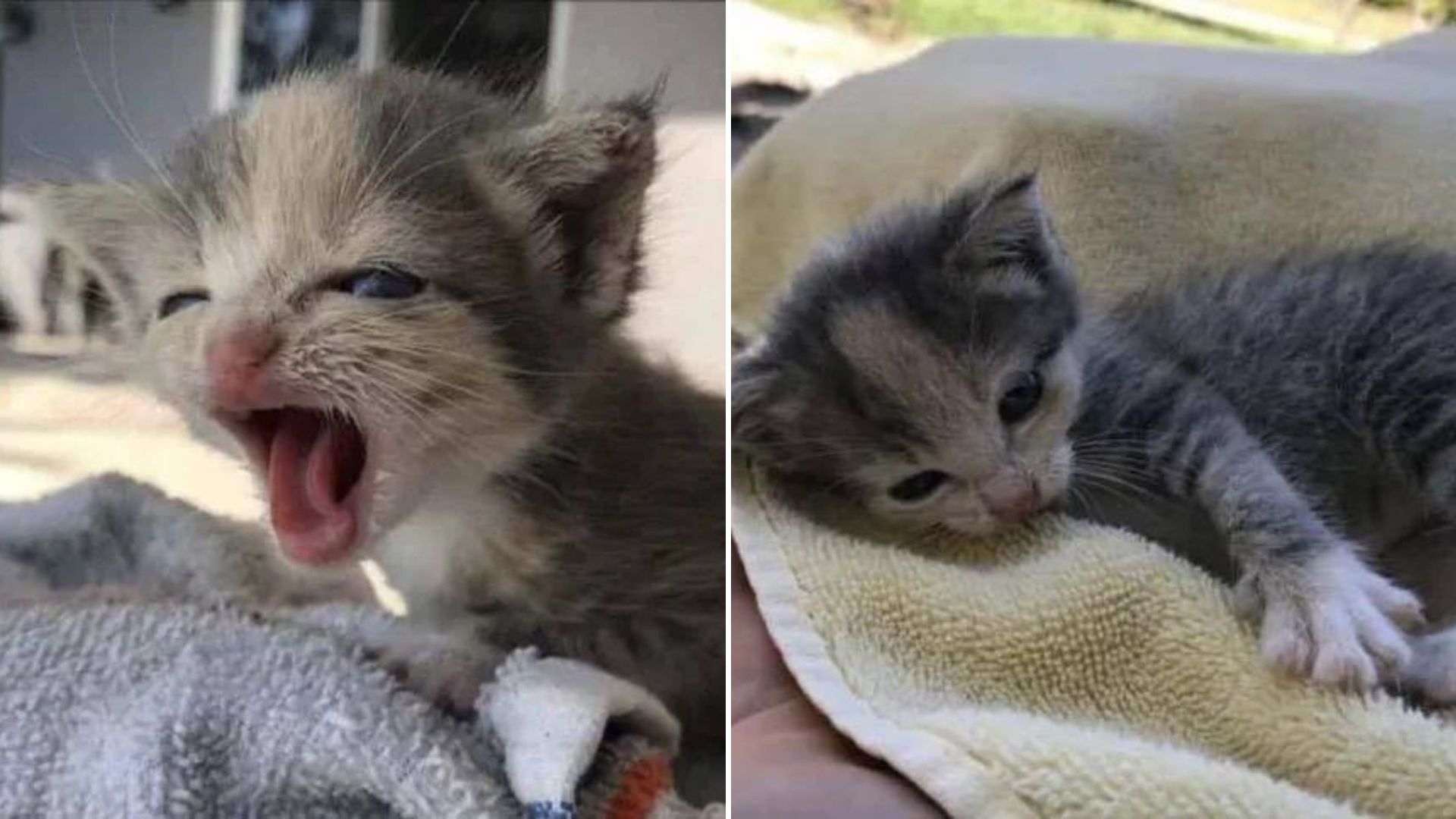 kitten crying for help