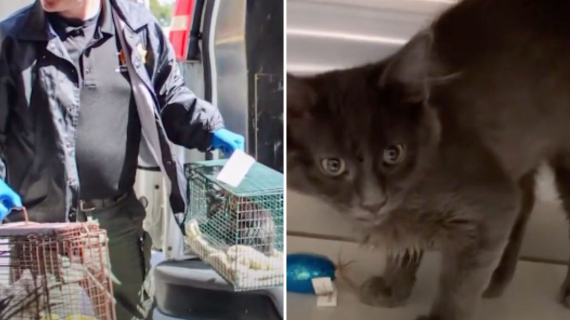 Disturbing Hoarding Situation Revealed In California Apartment Full Of Cats
