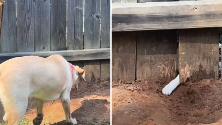 Dog Kept Digging Under The Fence Until A Tiny Paw Appeared, What Happened Next Was Unbelievable