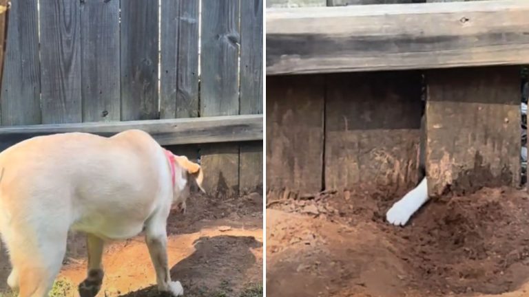 dog digging hole to see the paw