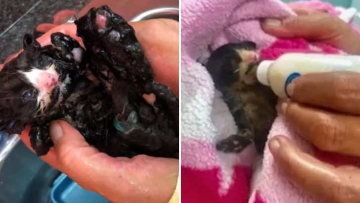 Everyone Thought This Burned Kitten Wouldn’t Make It, But She Ends Up Proving Them All Wrong