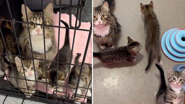 Family Visits A Shelter Planning To Adopt A Cat And A Kitten But Their Plan Simply Can’t Work