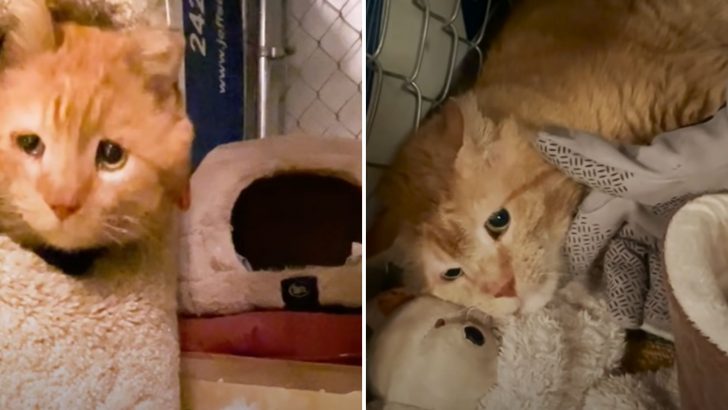 Feral Cat Rescued From Freezing Temperatures Finally Understands What Love Feels Like