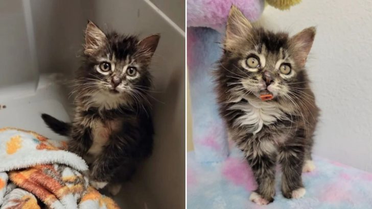 Florida Police Officer Stumbles Upon A Tiny Fluffy Kitten On A Highway, Fearing The Worst