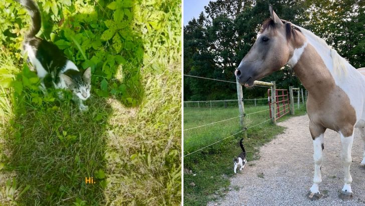 Formerly Wild Mustangs See A Kitten For The First Time And Decide To Keep Him Forever