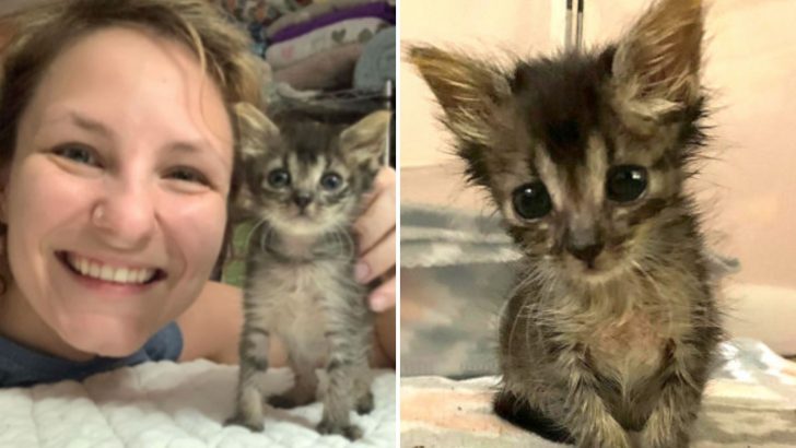 Foster Mom Comes To The Rescue Of Underweight Kitten, Saving Her At The Very Last Moment