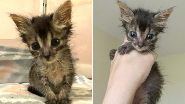 Foster Mum Rushes To Save Starving Kitten Just In Time