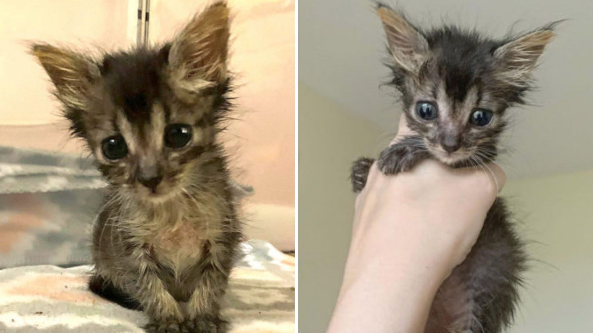 Foster Mum Rushes To Save Starving Kitten Just In Time