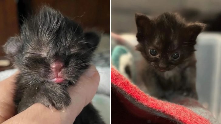 Four-Day-Old Kitten Found All Alone Needing Urgent Help