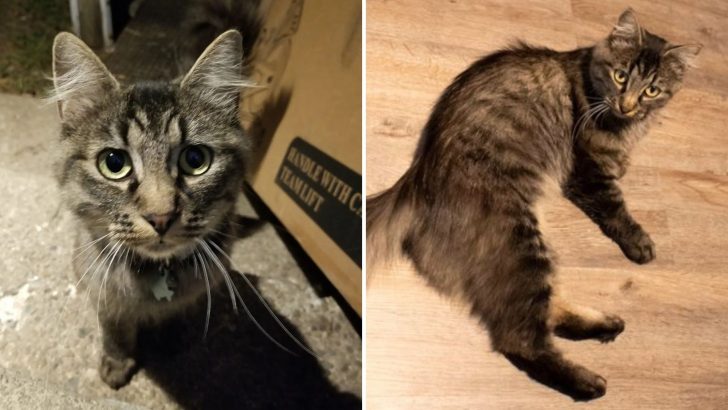 Friendly Cat Bolts Into A House, Finds Human Of Her Dreams And Decides She’s Never Leaving