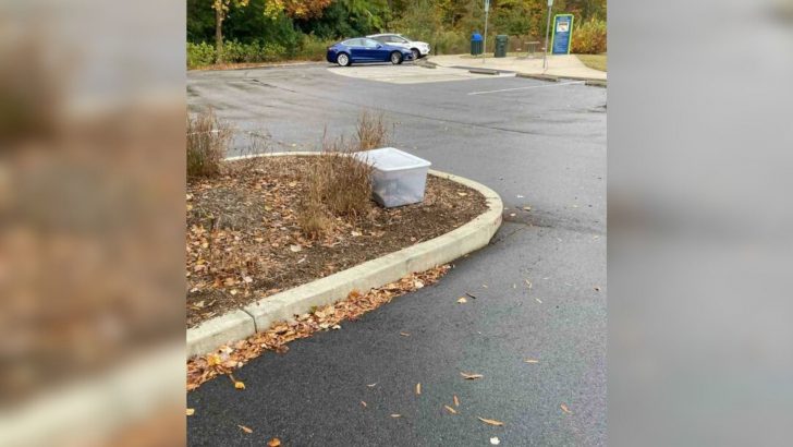 Friends Discover A Clear Box Left In The Park, Then Realize Something Is Moving Inside