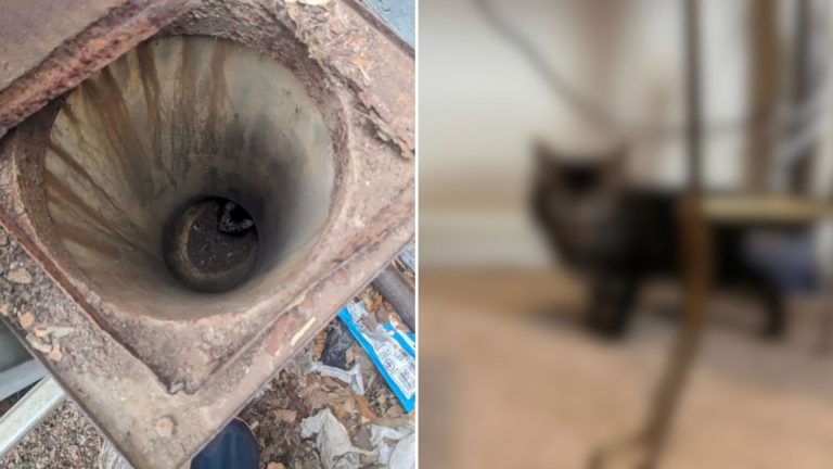 tiny kitten stuck in cement pipe