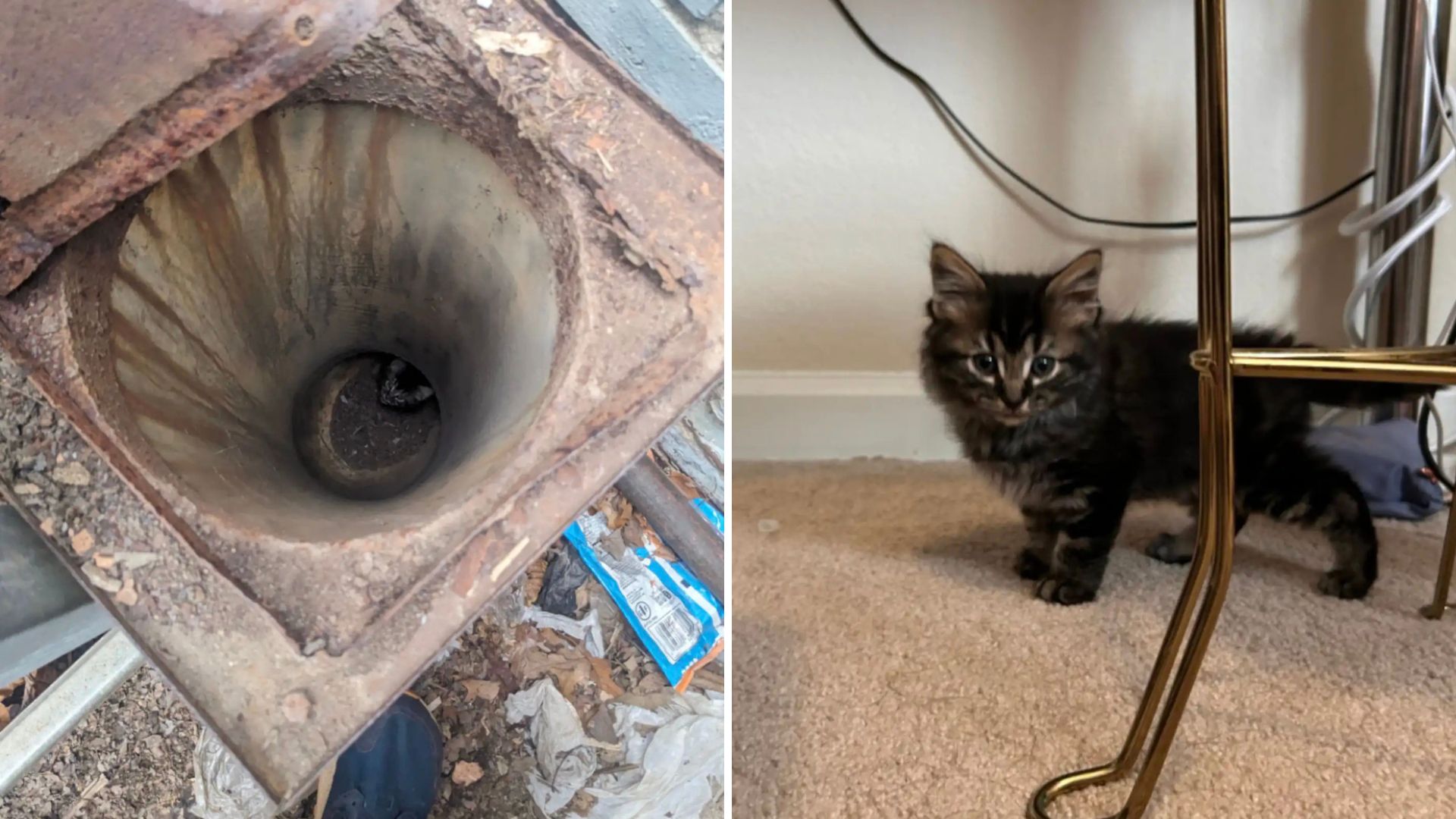 black kitten stuck in cement pipe