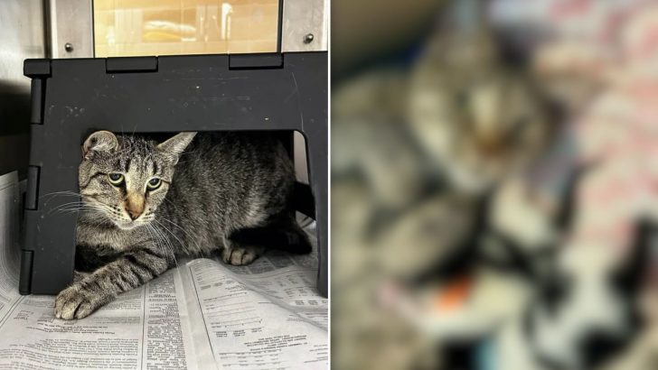 Frightened Cat Surprises Everyone Moments After Arriving At Her Foster Home