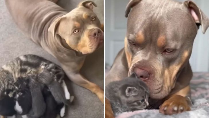 Giant XL Bully Helps A Mama Cat Give Birth And Becomes The Ultimate Nanny To Her Kittens