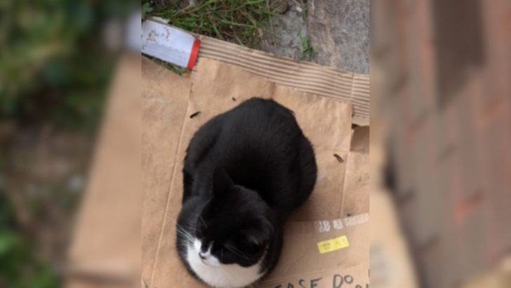 Guy Finds A ‘Pitiful’ Cat Sitting On Cardboard But A Hilarious Note Reveals Her True Motives