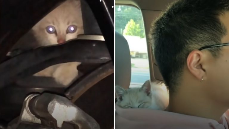 cat hiding in tire