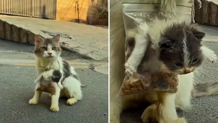 Helpless Cat Wanders With Kitten In Food Pack Tied Around Her Neck As The World Moves On