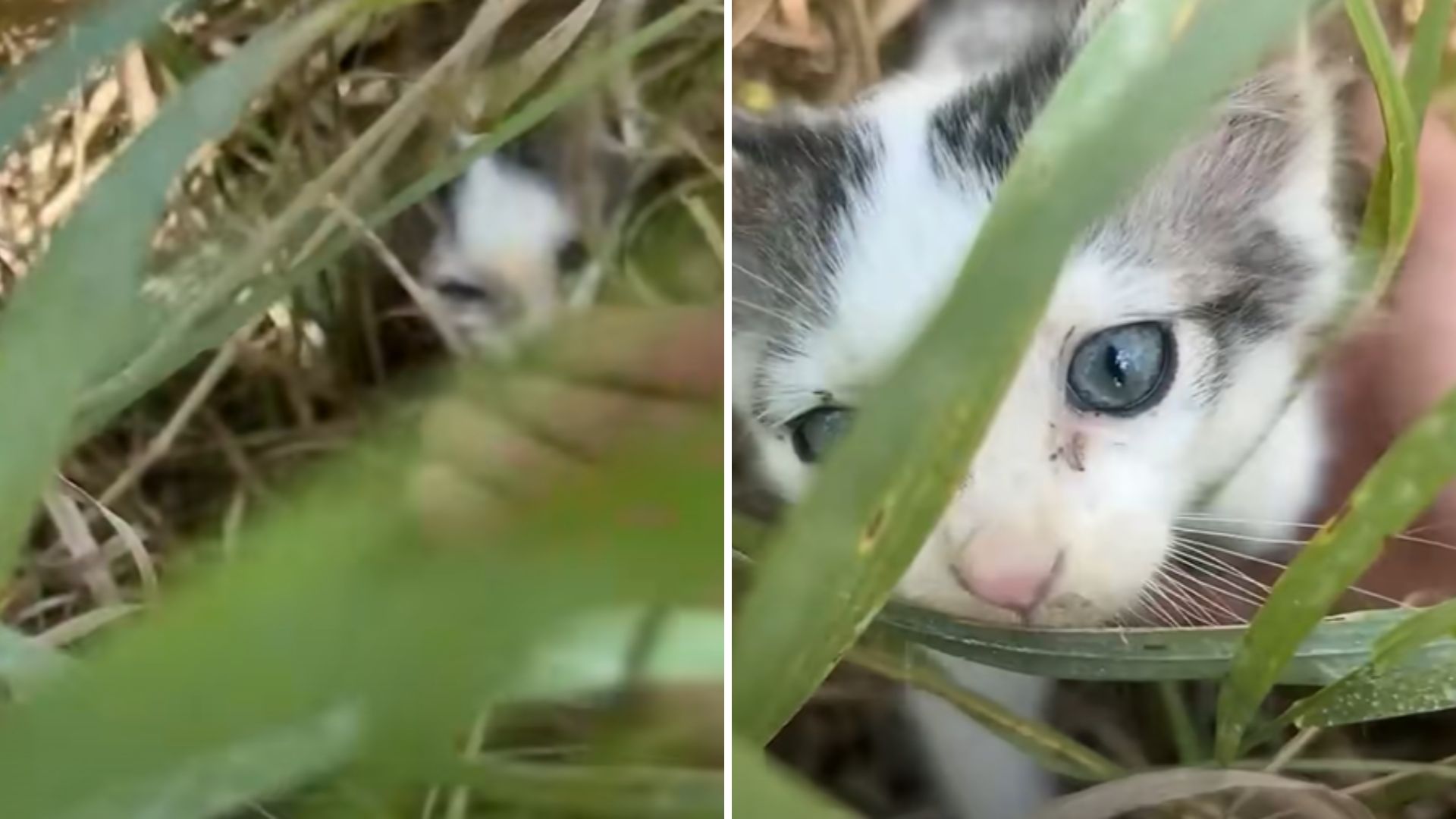 kitten hiding in tall grass