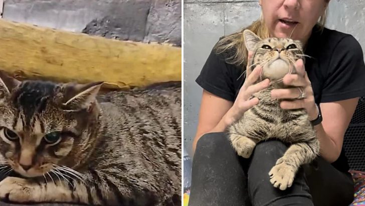 It Only Took A Few Days For This Subway Stray To Transform Into A Perfect Lap Cat