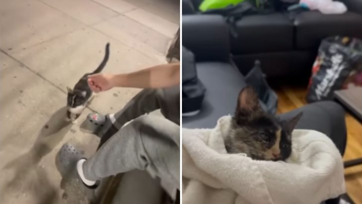 Kind Man Feeds A Stray Cat Unprepared For The Life-Changing Moment That Follows