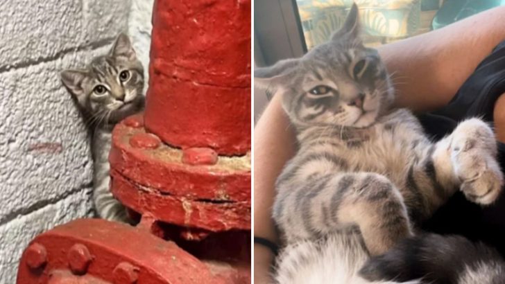 Kitten Abandoned In Stairwell Discovers A Loving Home With New Siblings