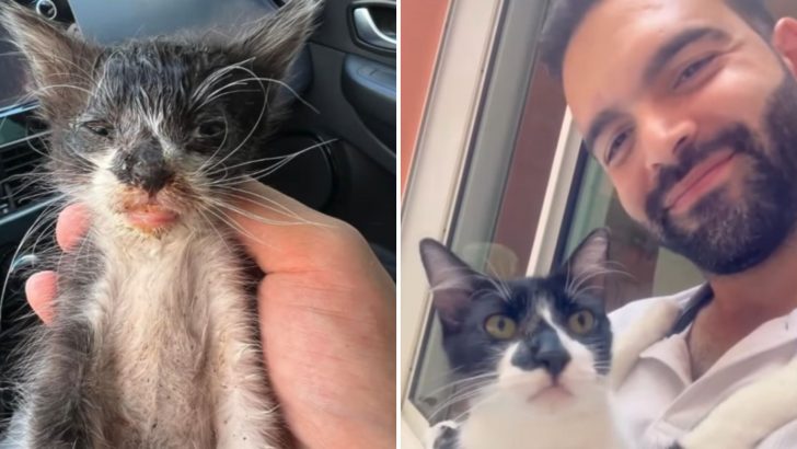 Kitten Found In Terrible Shape Gets A Last-Minute Rescue And His Makeover Is A Must-See Miracle