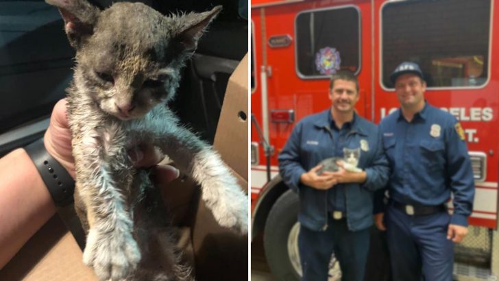 Kitten Rescued From A Fire Finds Her Forever Home With An Already Familiar Face