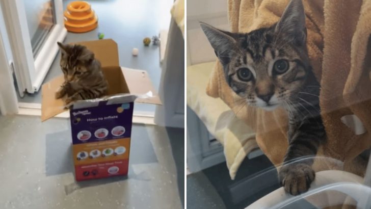 Kitten Stuffed In A Balloon Box And Left Taped Shut Gets A Heart-Thumping Rescue