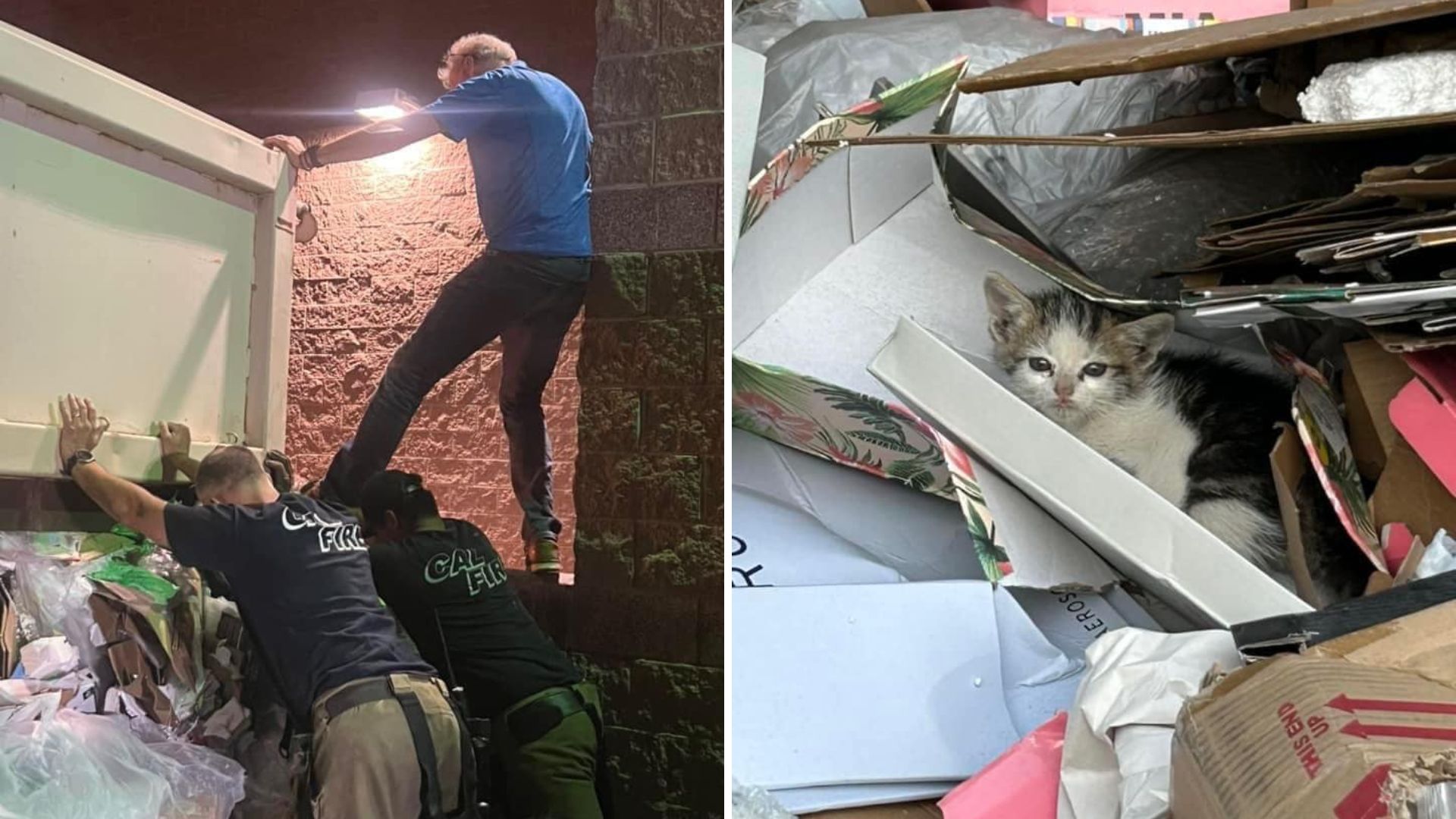 rescuers saved kitten from traash compactor