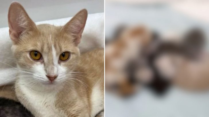 Las Vegas Family Stumbles Upon A Young Cat On Cold Street Hiding Something Truly Precious