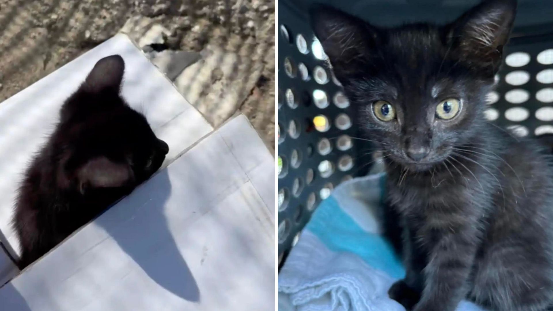 Los Angeles Woman Approaches A White Box On The Curb, Then A Fluffy Little Head Peaks Out