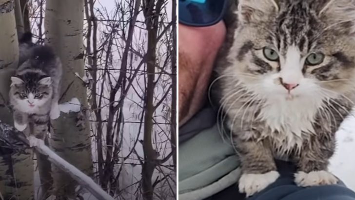 Man Rescues A Freezing Kitten In The Woods But What Happens Next Will Melt Your Heart