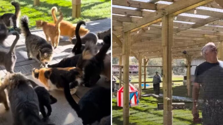 Minnesota Rescuers Give Caged Cats The Gift Of Outdoor Freedom