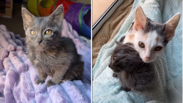 Nevada Rescue Finds Two Abandoned And Dumped Kittens In Front Of Their Building