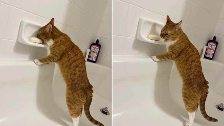 Orange Cat Tastes Soap And Her Dramatic Reaction Says It All